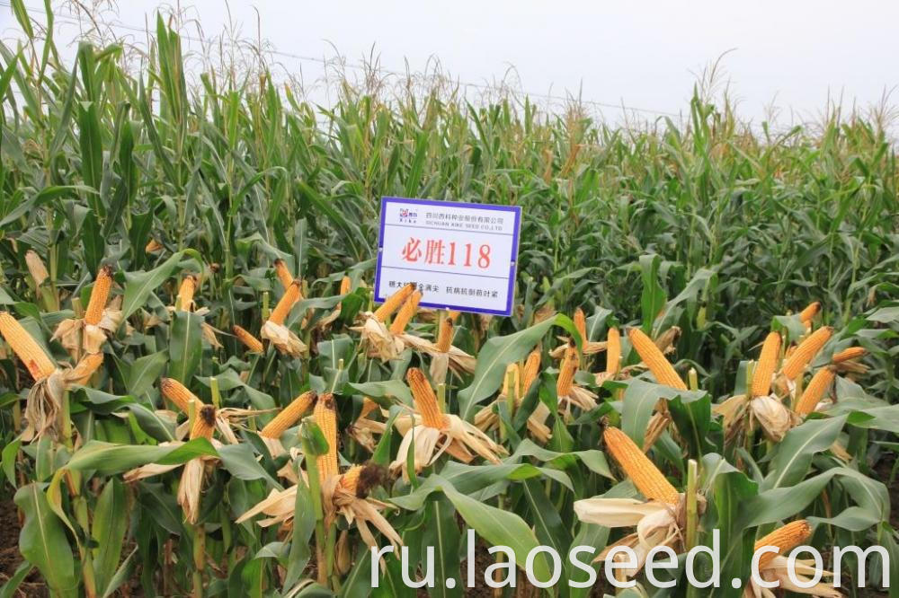 High Quality Yellow Corn Maize Grains